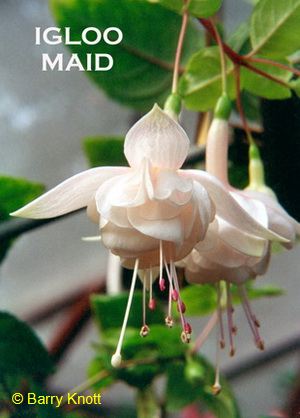 Igloo Maid
